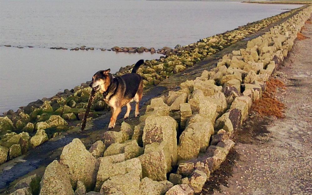 Hotel Pharisäerhof- Nordseeurlaub mit Hund Nordstrand Exterior foto