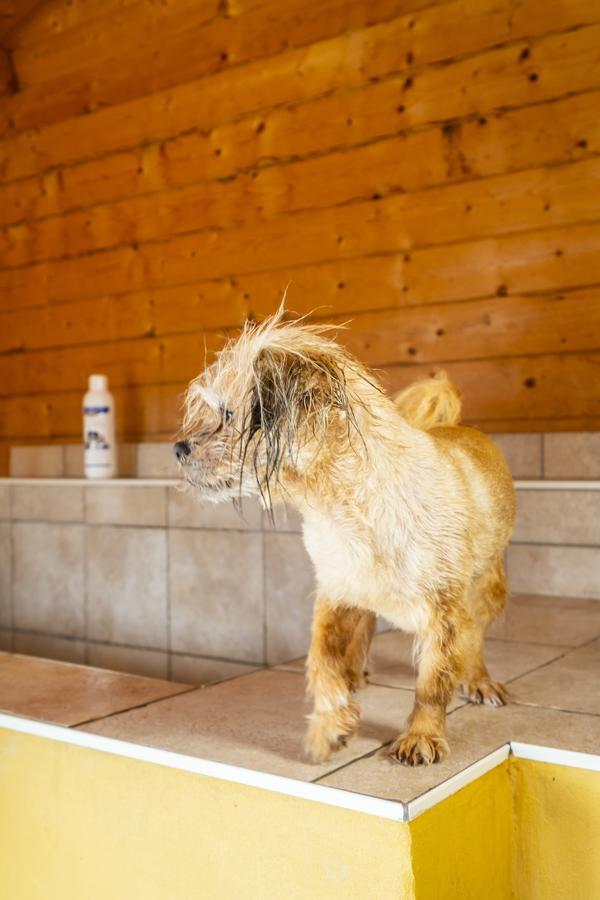 Hotel Pharisäerhof- Nordseeurlaub mit Hund Nordstrand Exterior foto