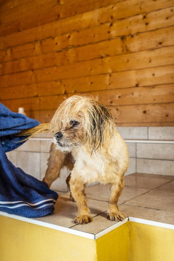 Hotel Pharisäerhof- Nordseeurlaub mit Hund Nordstrand Exterior foto